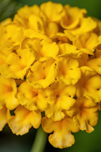 Foto fiore di lantana comune della specie lantana camara con messa a fuoco selettiva