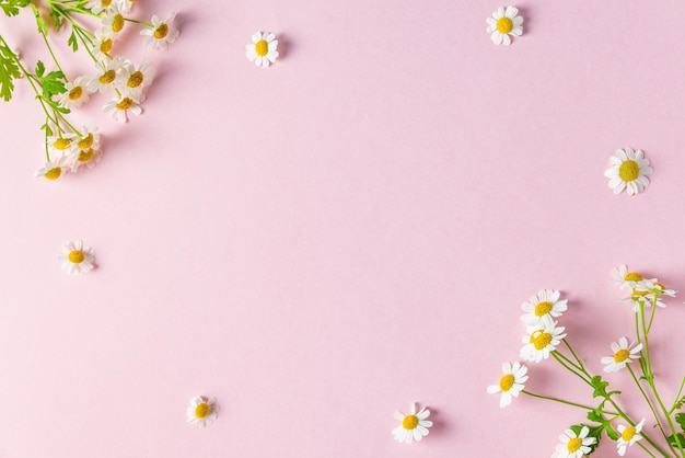 flower composition frame made of white chamomile flowers on pink background flat lay wedding mothers