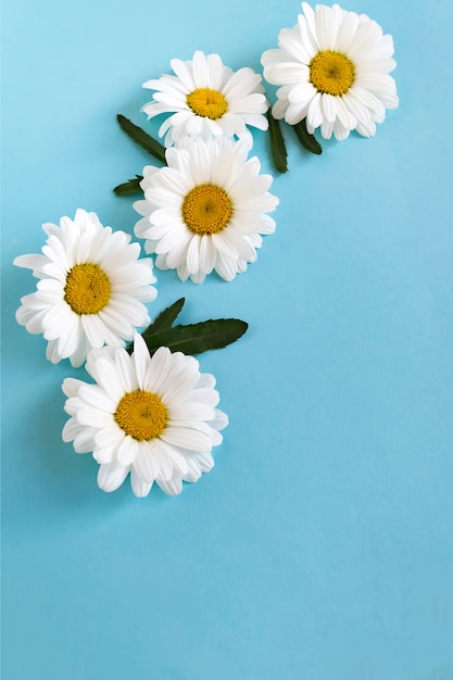 Photo flower composition from white daisies on blue