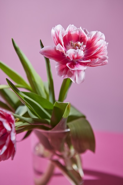 Flower composition of pink white tulips in a glass vase