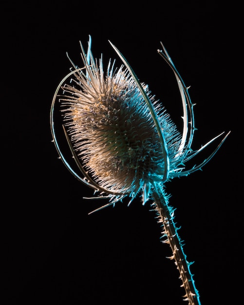 Flower concept. Plant concept. Dry flower isolated on black background alone. Closeup of dry flower without leaves.