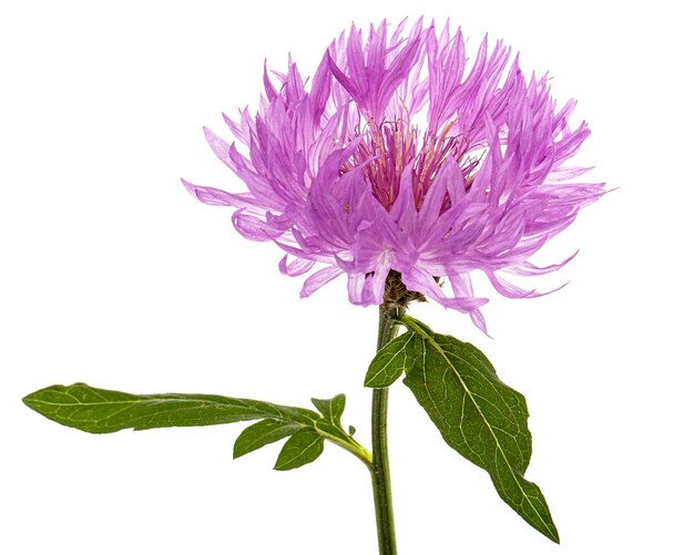 Flower of cornflower lat Centaurea isolated on white background