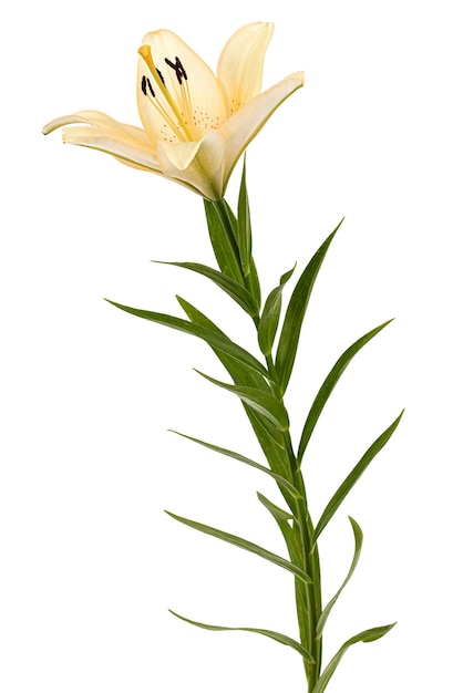 Flower of cream lily isolated on white background