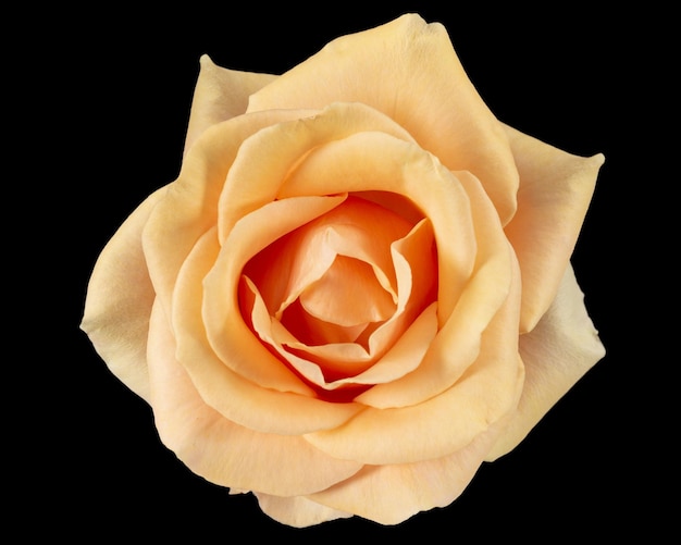 Flower of cream rose isolated on black background