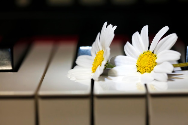 Flower Daisy and Music Instrument Piano Photo