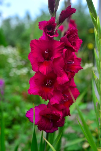 Flower of a dark purple gladiolus on flowerbeds in garden