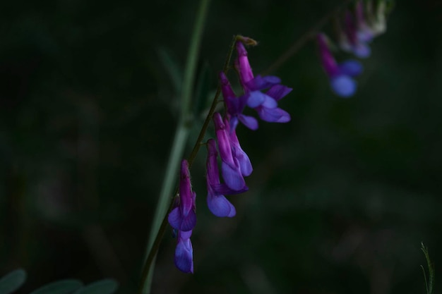 A flower in the dark purple and pink