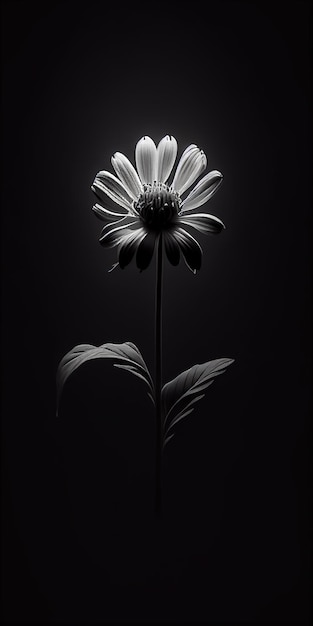 暗闇の中の花