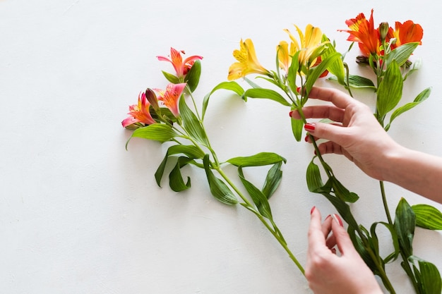 Consegna dei fiori. fiorista assambling bouquet di alstroemeria su sfondo bianco.