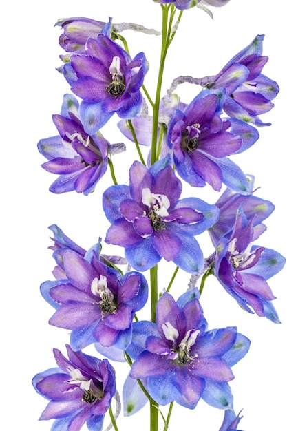 Photo flower of delphinium larkspur isolated on white background