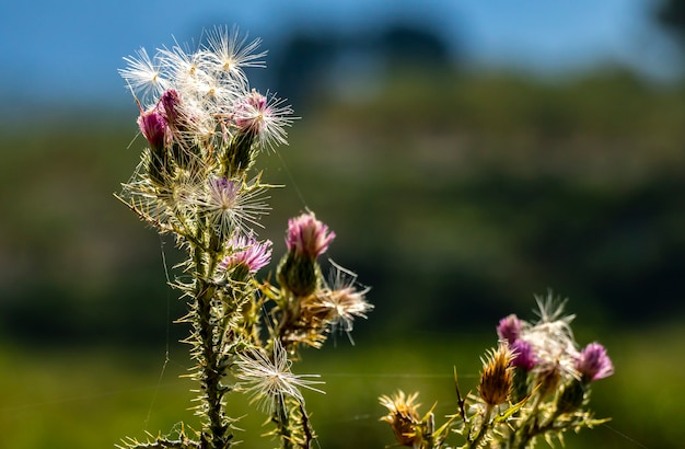 Flower detail with sun rays and cobwebs.