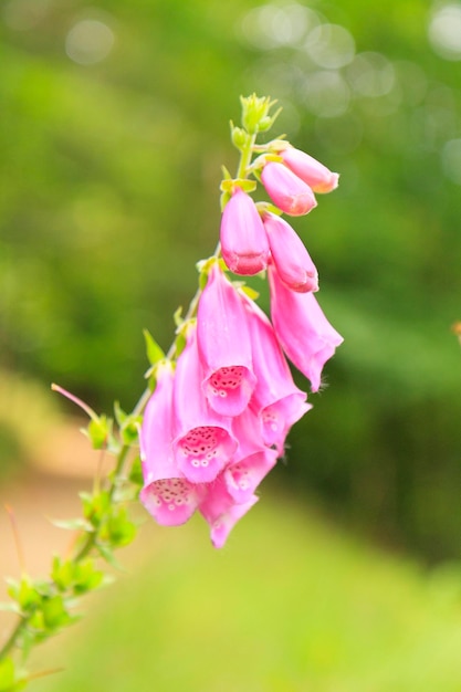 Flower of Digitalis purpurea foxglove or common foxglove