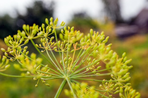 Flower dill spices growing in the garden in summer.