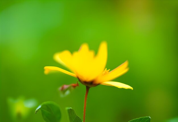 Flower disintegrating