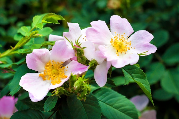 Flower of dog-rose closeup