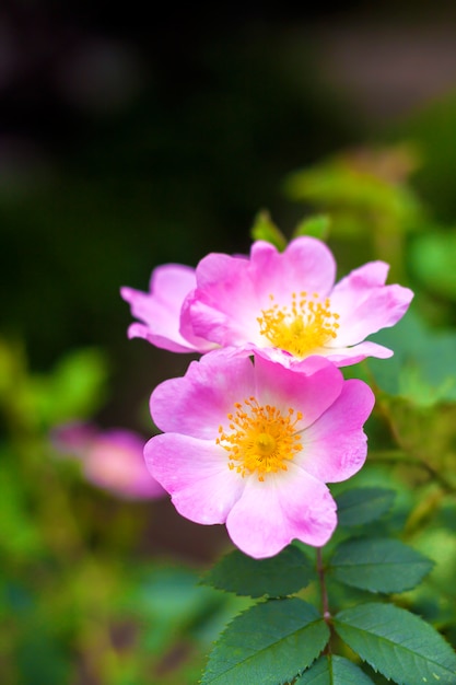 Flower of dog-rose closeup