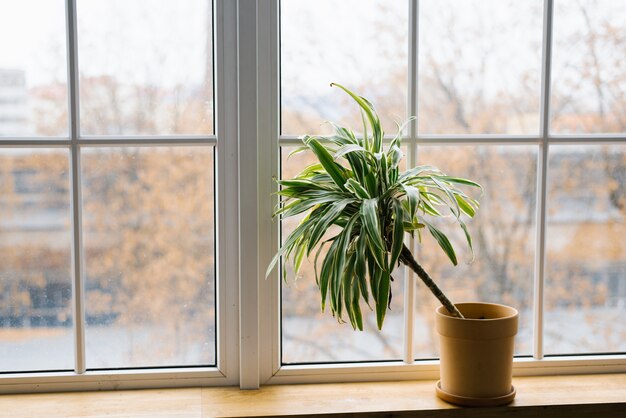 Flower of dracaena in a flowerpot on a window in a room at home