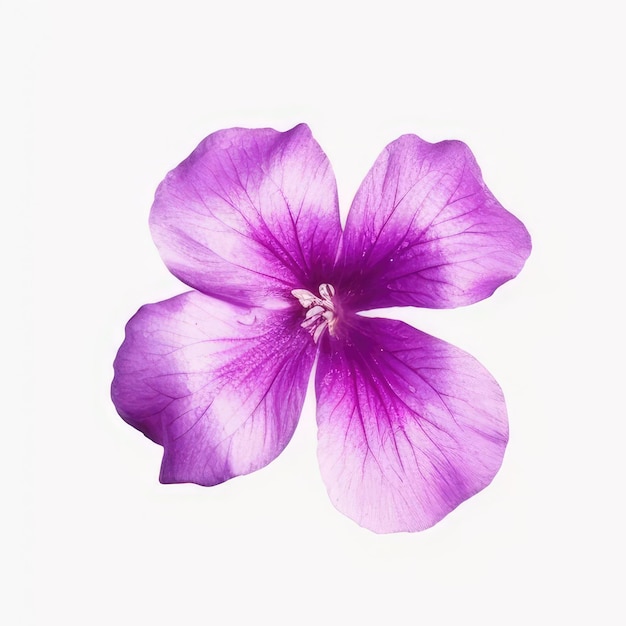 A flower drawing with the word " hibiscus " on it.