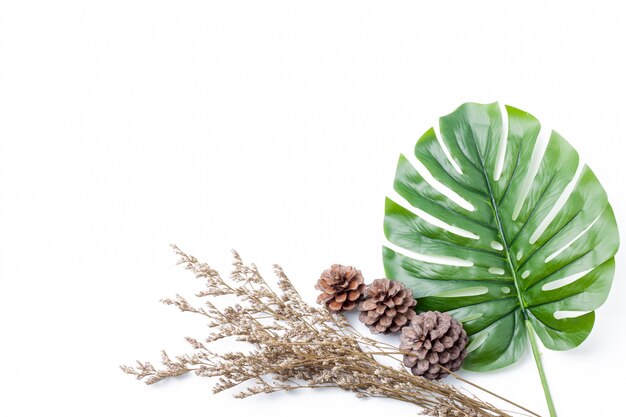 Flower dry and pine and green leaf on white