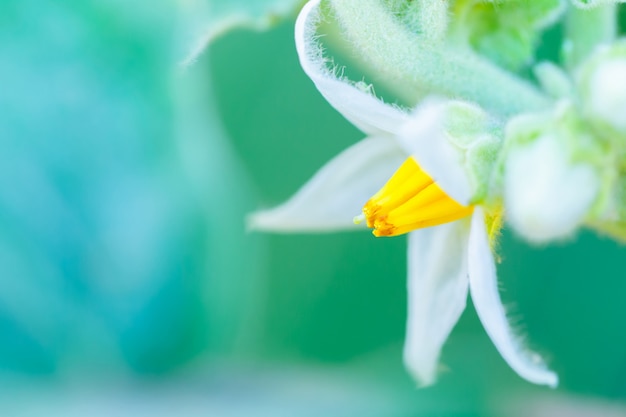 Photo flower of eggplant