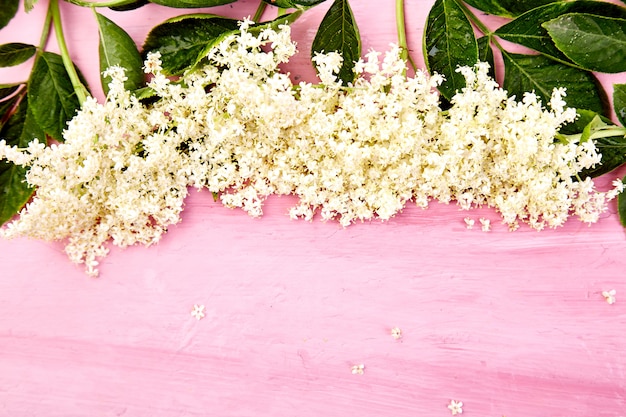 Flower of elder on pink background