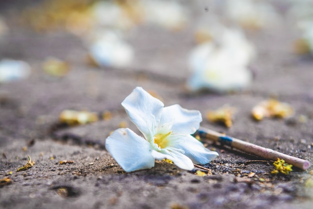 Foto fiore caduto sul terreno grigio della città