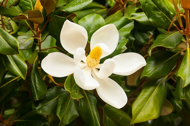 flower of ficus elastica