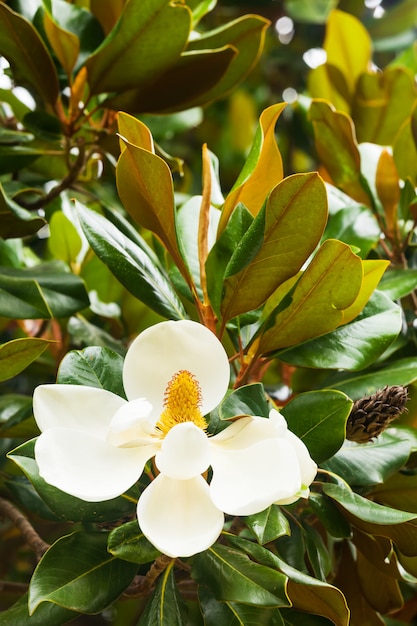 flower of ficus  tree i