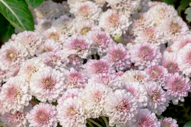 Flower field background