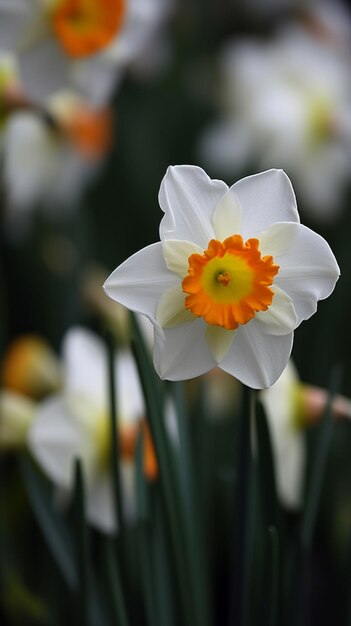 Foto un fiore in un campo di fiori