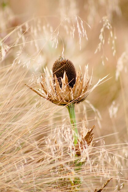 Foto un fiore in un campo d'erba