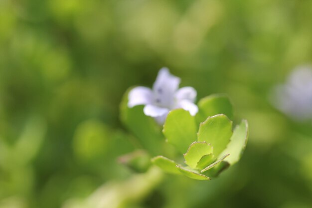 緑の野原の花