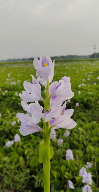 A flower in a field of green