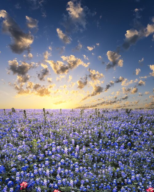 Flower field no humans cloud sky scenery flower field outdoors blue flower purple flower cloudy sky hydrangea sunset