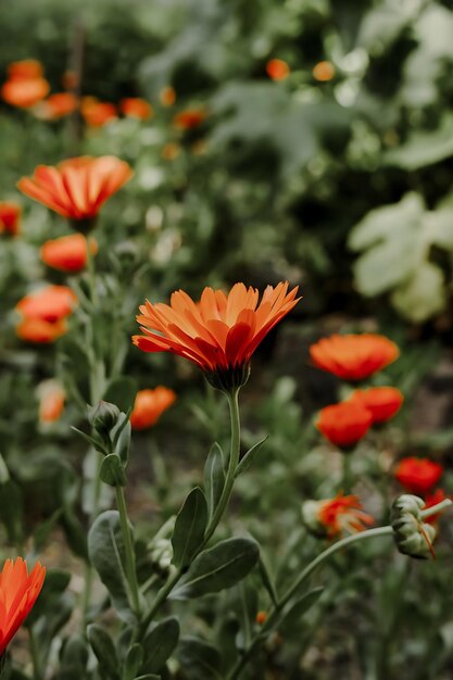 オレンジの花の畑の花