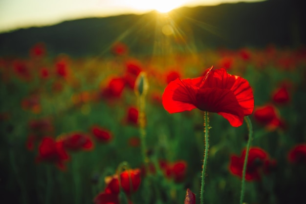 赤いケシの実の背景の花畑