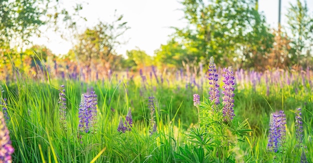 Flower field at sunset Spring purple and pink lupine flowers in green grass Soft sunset light