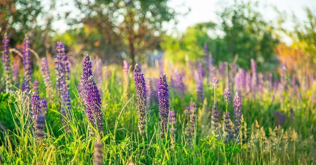 Flower field at sunset Spring purple and pink lupine flowers in green grass Soft sunset light