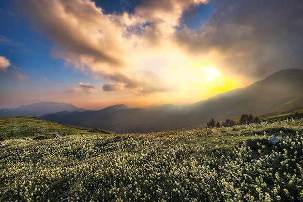 Flower field at sunset