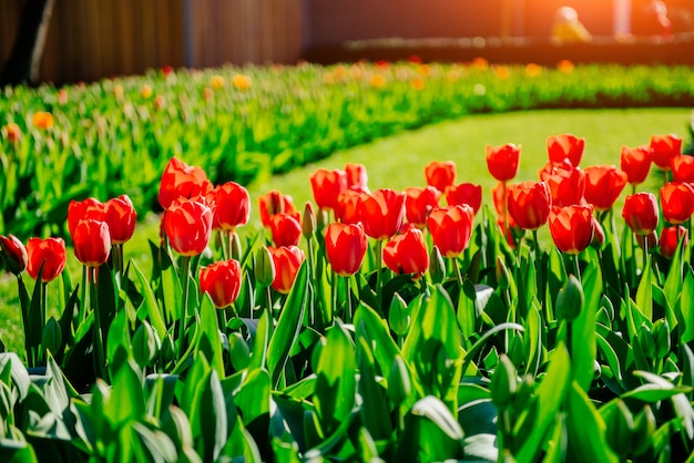 Flower field with colorful tulips. Keukenhof Park. Holland