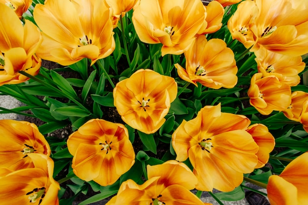 Flower field with colorful tulips