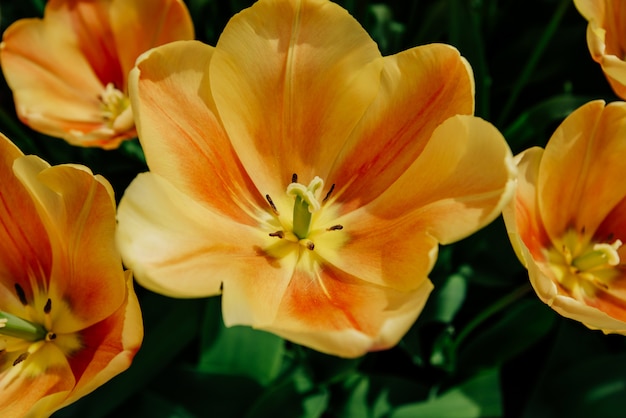 Flower field with colorful tulips.