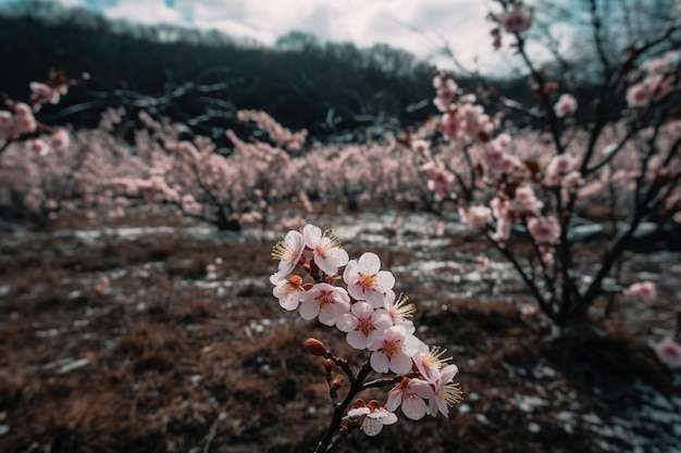 A flower field with a tree in the background