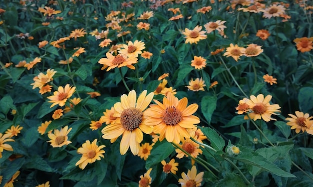 Flower field with yellow flowers against green stems