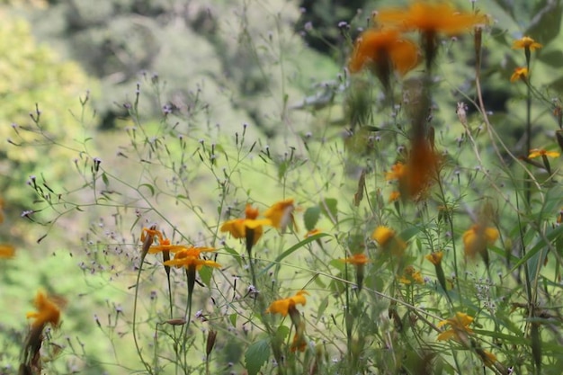 flower field