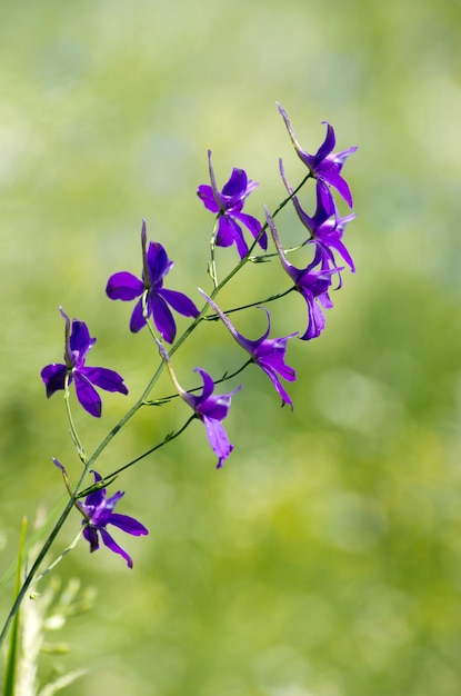 Flower on the field