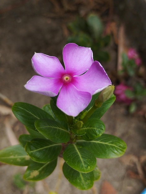 A flower in a field