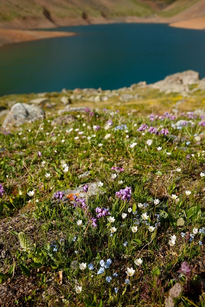 山の湖の岸にある花畑