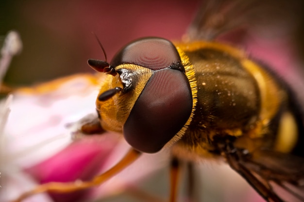 flower fly head and eyes, macro photography