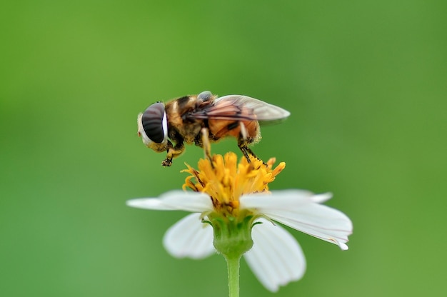 Foto una mosca di fiori appollaiata su un fiore.